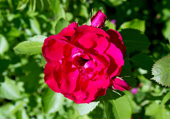 Opened red rose bud on a background of garden greenery
