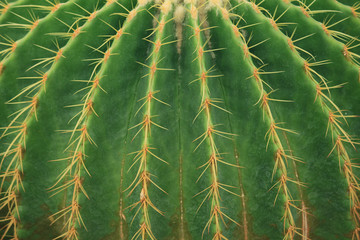 Close up of Golden Barrel Cactus