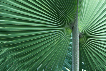 Abstract of freen palm tree leaf