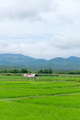 Green rice field with small shack and mountain