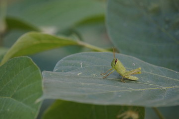 バッタの幼虫