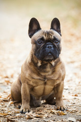 Beautiful french bulldog dog