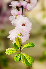 Flower buds almonds on a branch in nature