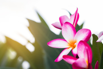 Red Plumeria flowers on tree beautiful,frangipani beauty