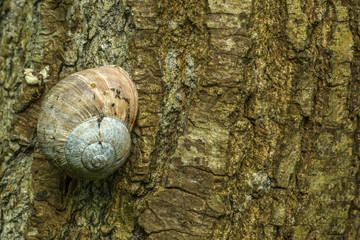Vineyard snails on a bark in autumn
