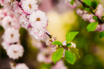 Beautiful almond flowers on a branch