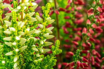 Calluna Vulgaris - Heather in three colors