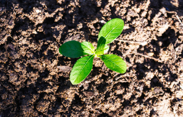 Growing tree on the ground with sunlight