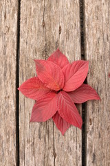 Naklejka na ściany i meble bright beautiful autumn leaves on a wooden background