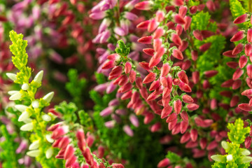 Calluna Vulgaris - Heather in three colors