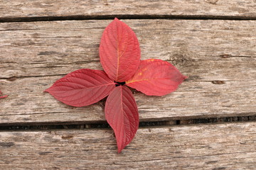bright beautiful autumn leaves on a wooden background
