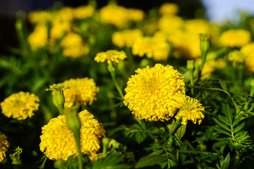 Lots of beautiful marigold flowers in the garden.