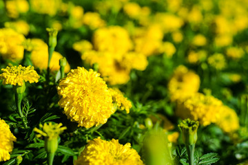 Lots of beautiful marigold flowers in the garden.