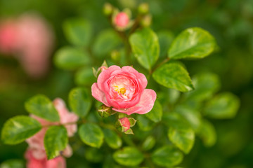 pink roses with green leaves at sunshine