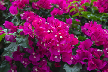 Blooming Bougainvillea