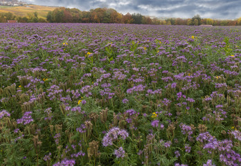 Beautiful violet meadow