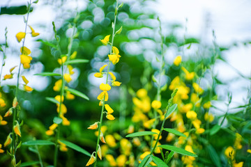 Fototapeta na wymiar Spring background with beautiful yellow flowers