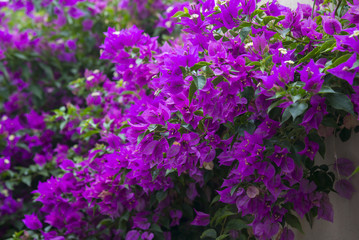 Blooming Bougainvillea tree