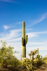 Saguaro