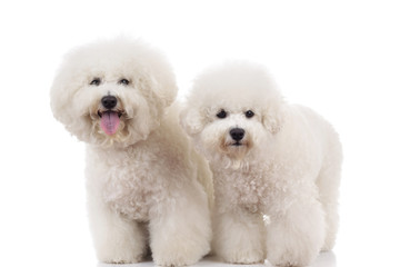 Obraz premium two cute bichon frise dogs standing
