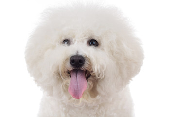 head of an adorable bichon frise with tongue out
