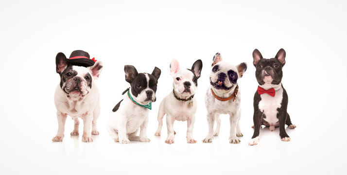 group of five adorable french bulldogs