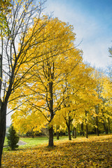 Fototapeta premium Autumn park