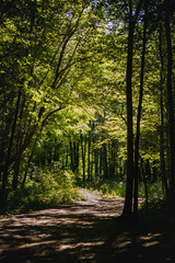 Late Summry in the Trail