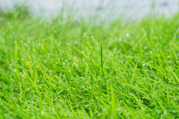 Wet grass closeup abstract background.

