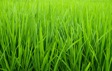Fototapeta na wymiar Rice Plants