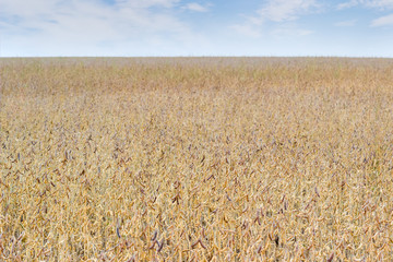 Field of the ripe soybean against of the sky