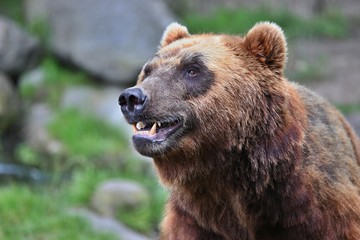Obraz na płótnie Canvas Beautiful bear in the nature looking habitat in Germany. Captive brown bear. Ursus arctos.