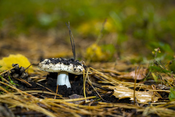Mushroom