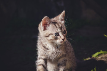 Cute Grey Kitten Retro