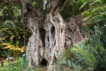 Fototapeta na wymiar Ancient olive tree at Monte Gardens above Funchal on Madeira, Portugal