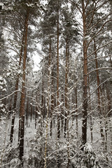 Forest in winter