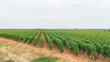 Fototapeta na wymiar Vineyards in Burgundy, landscape in France, ripe grape in summer with a small barn in background 