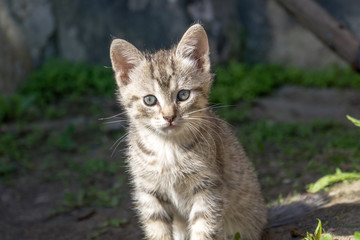 Cute Grey Kitten