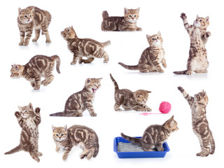 Cats isolated set