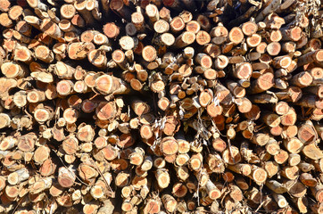 Troncos de arboles talados.