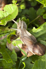 Little snails on the grass