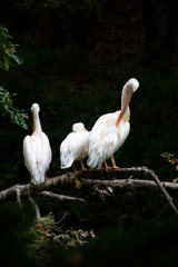 Three white pelicans on a horizontal branch - Pistoia - Tuscany - Italy