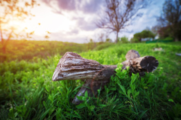 Wooden log at Sunset