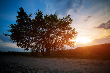 Obraz na płótnie Canvas lonely tree on sunset