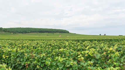 Fototapeta na wymiar Vineyards in Burgundy, landscape in France, ripe grape in summer with a small barn in background