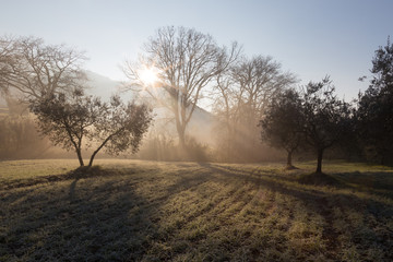 Fototapeta na wymiar Powerful sun rays cutting through the mist at dawn, in the midst of some trees on a meadow