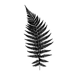 Fern leaf silhouette. Vector illustration