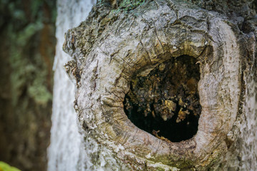Hollow in the Tree