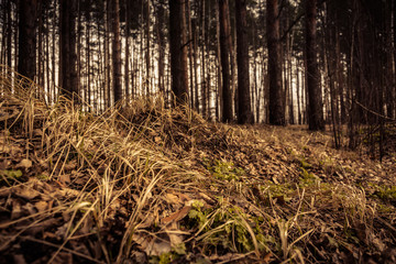 Pine Forest Spring Morning Retro