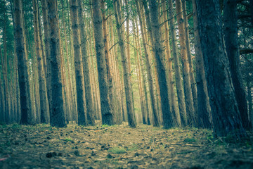 Naklejka premium Pine Forest Spring Morning Retro